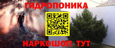 индика Кингисепп